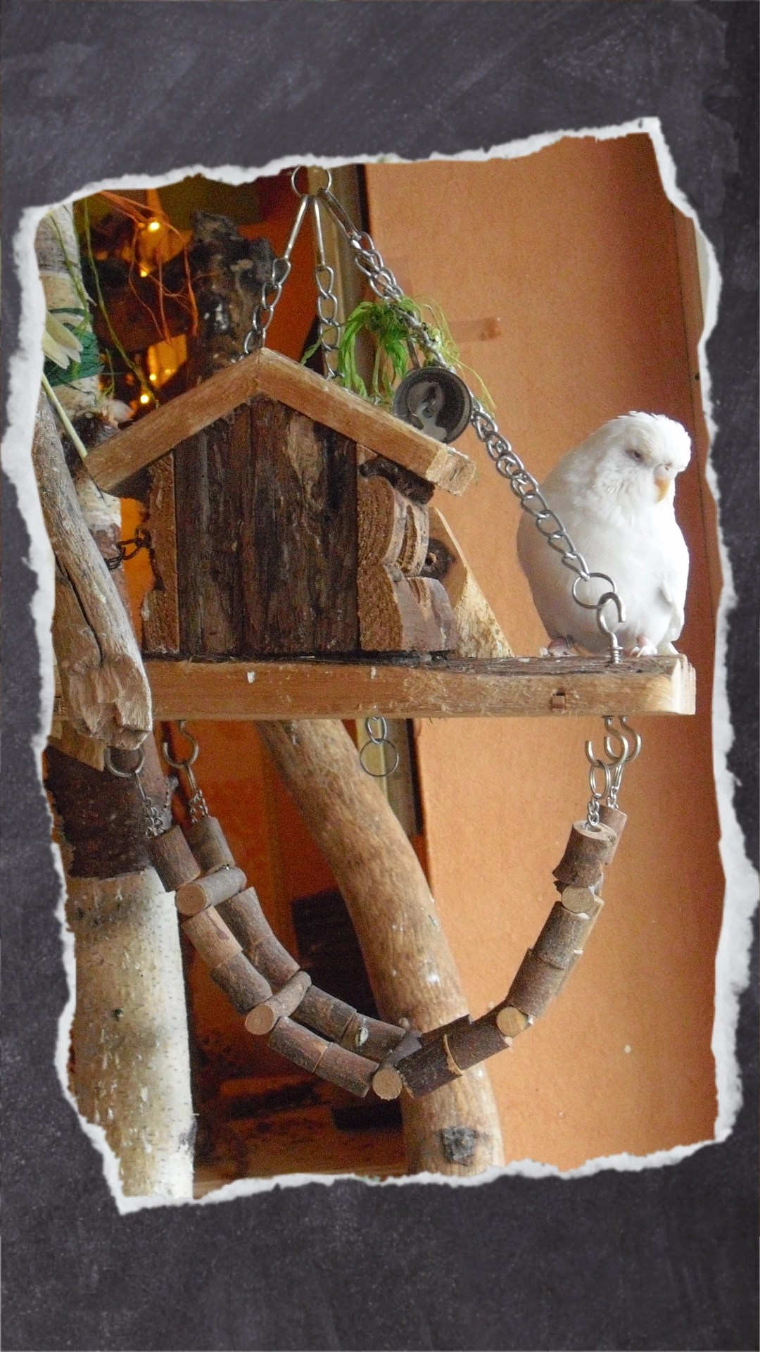 Weißer Wellensittich sitzt auf Holz-Spielplatz