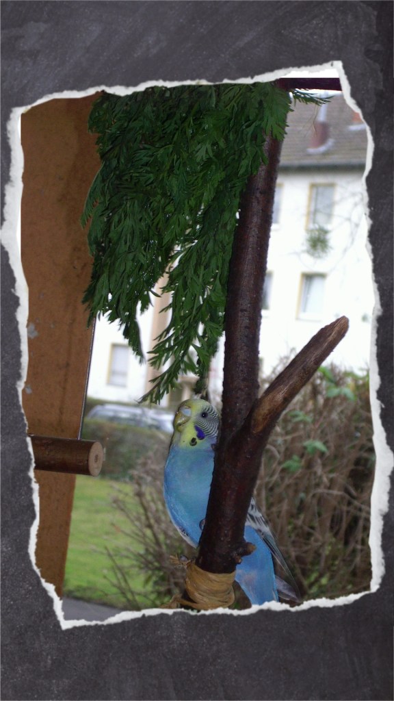 Obst und Gemüse wie Möhrengrün für Wellensittiche