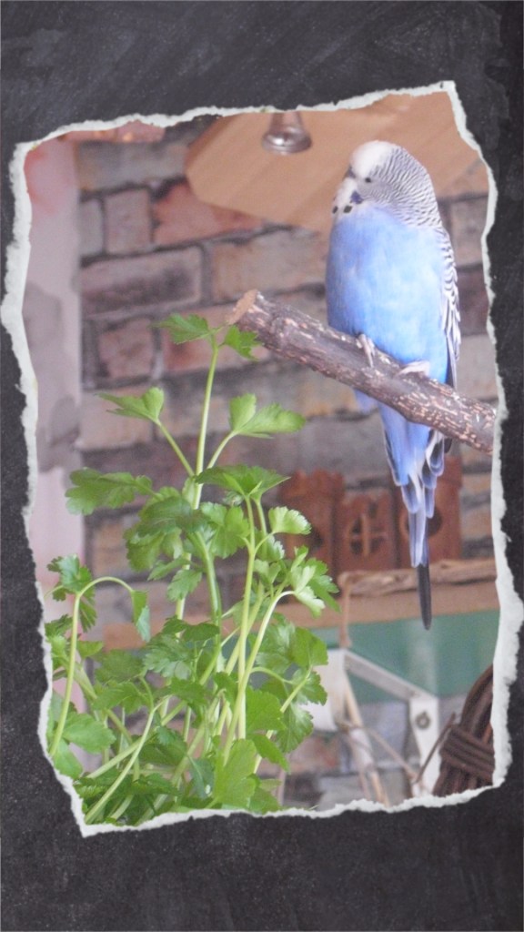 Wellensittich schaut neugierig auf Petersilie