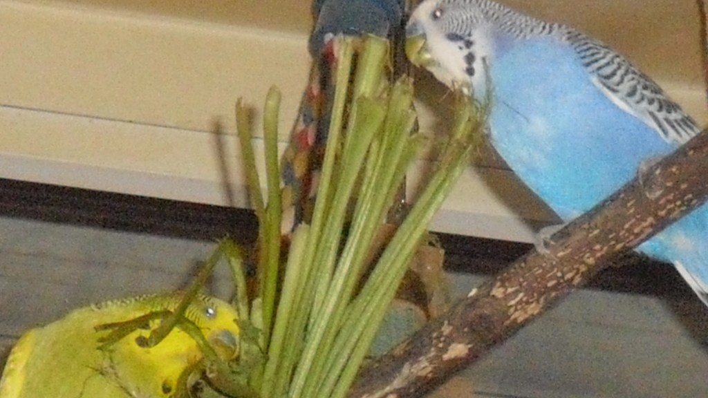 Zwei Wellensittiche knabbern an Möhrengrün