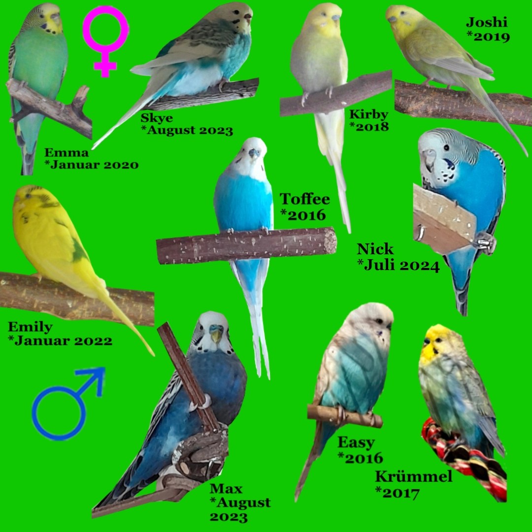 Meine zehn Wellensittiche