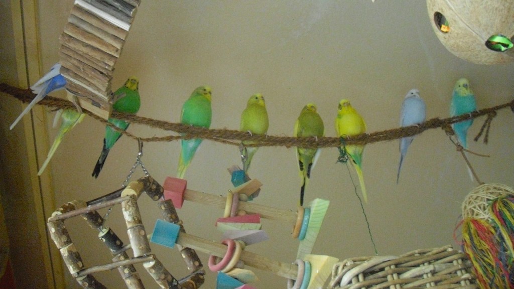 Wellensittiche sitzen gerne zur Abwechslung auch auf Seilen