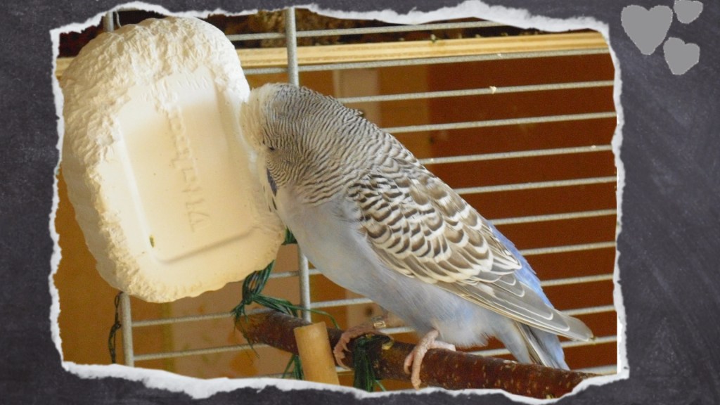 Wellensittich pickt an Wetzstein