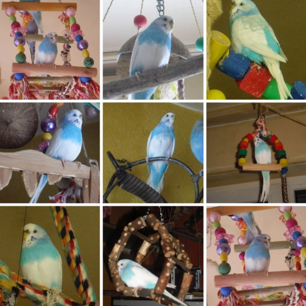 Photo Collage mit Bildern von Welli-Henne Wolke