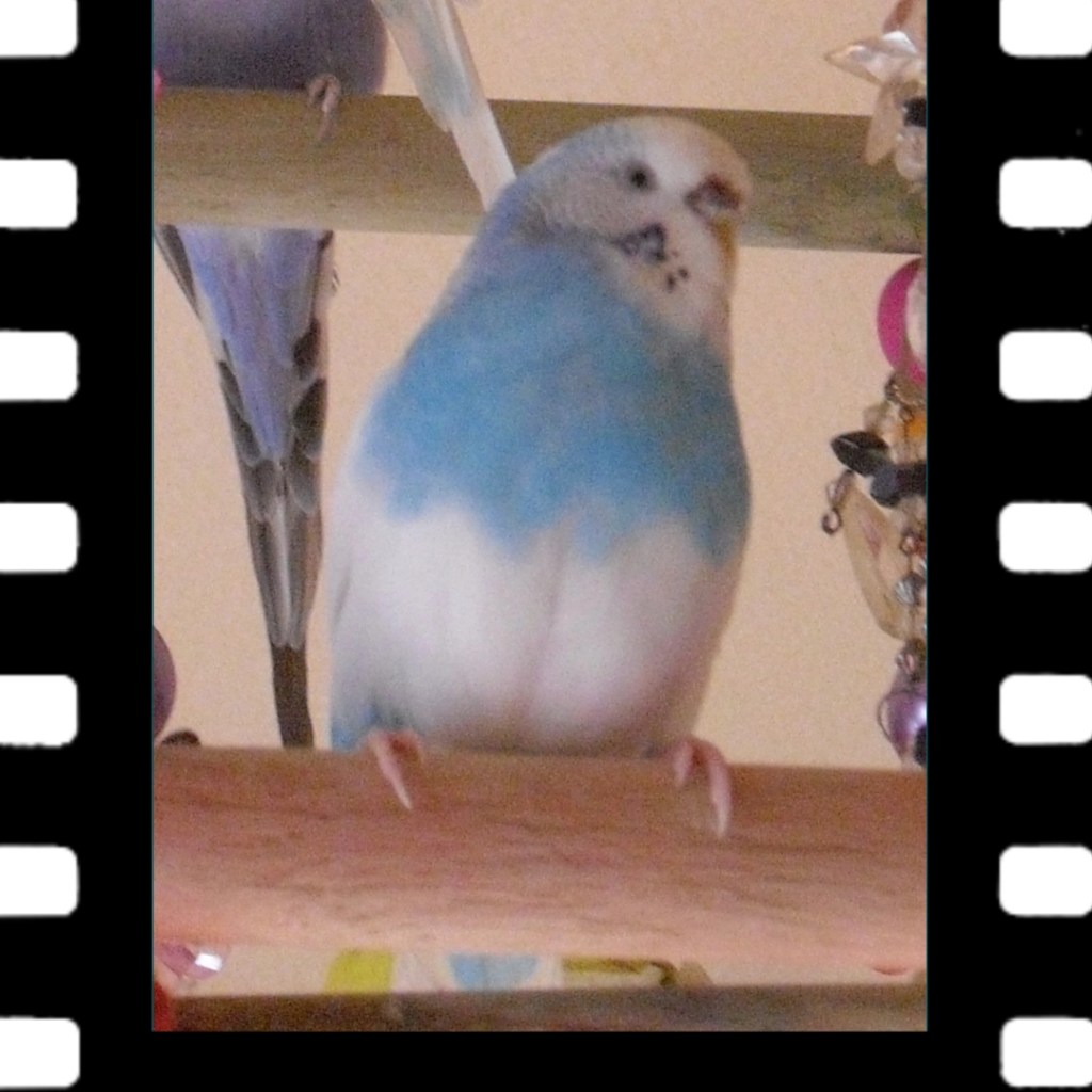 Wellensittich Wolke starb an einer Infektion, die nicht geheilt werden konnte.