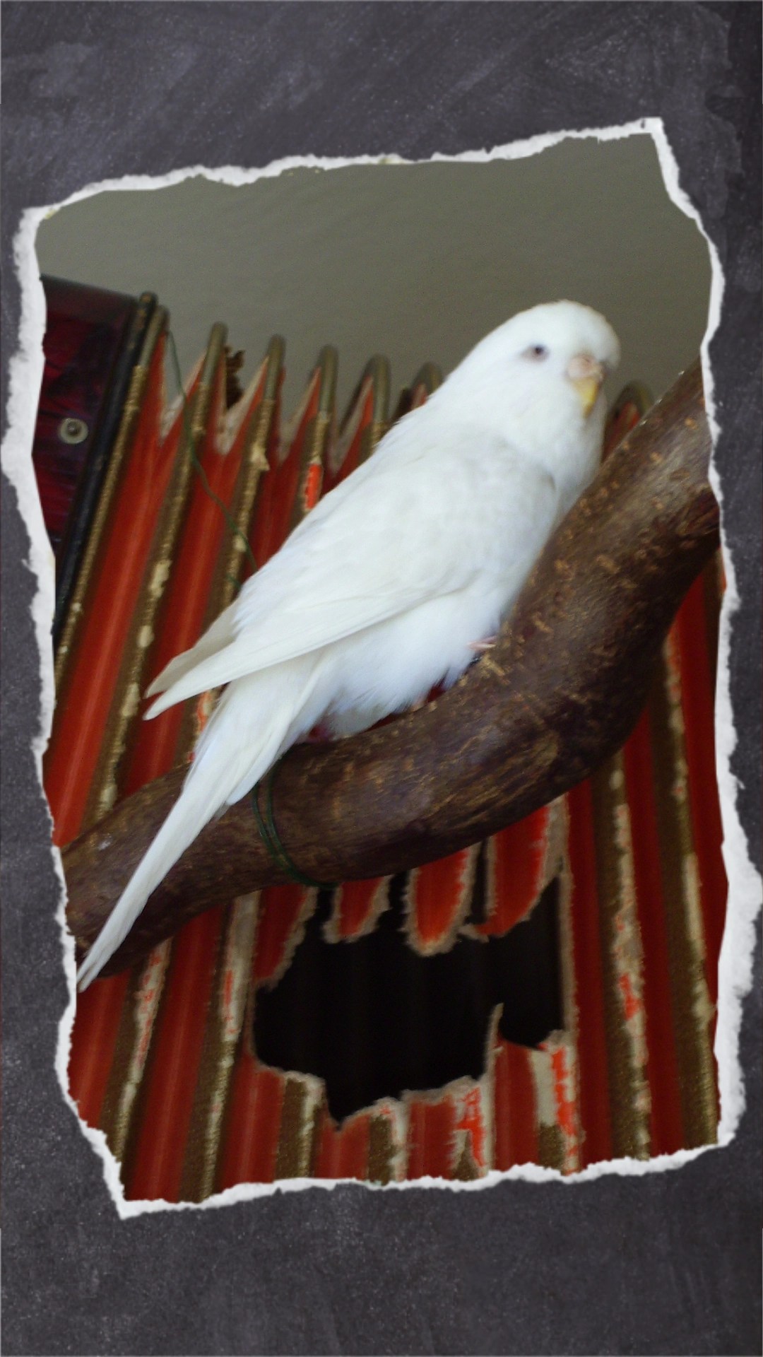 Albino-Henne Nina sitzt vor Ziehharmonika mit Loch