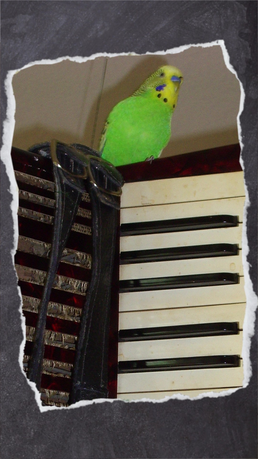 Grüner Wellensittich sitzt auf Musikinstrument