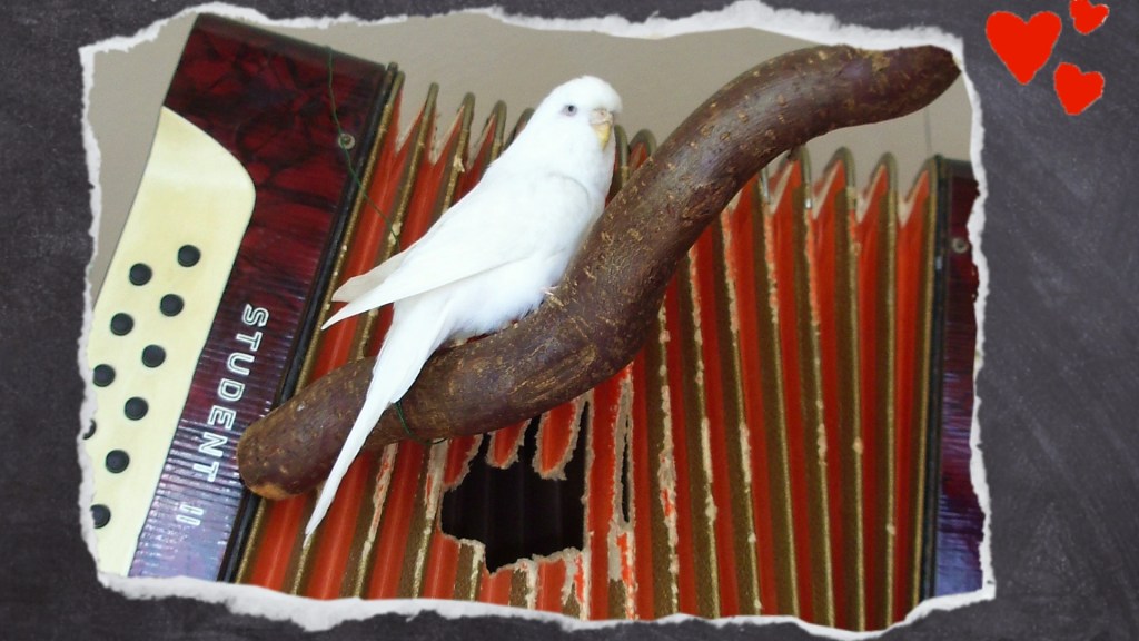 Ein weiteres Problem: höhlenartiges Spielzeug wie dieses Akkordeon wird als Nistplatz genutzt