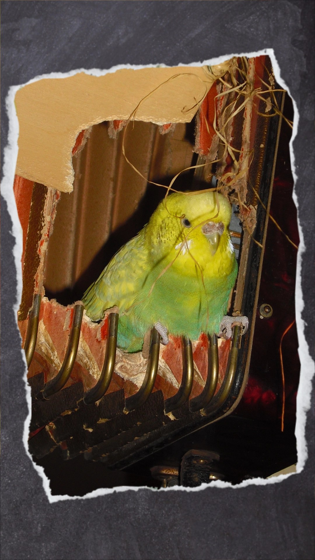 Grüne Wellihenne sitzt in Ziehharmonika