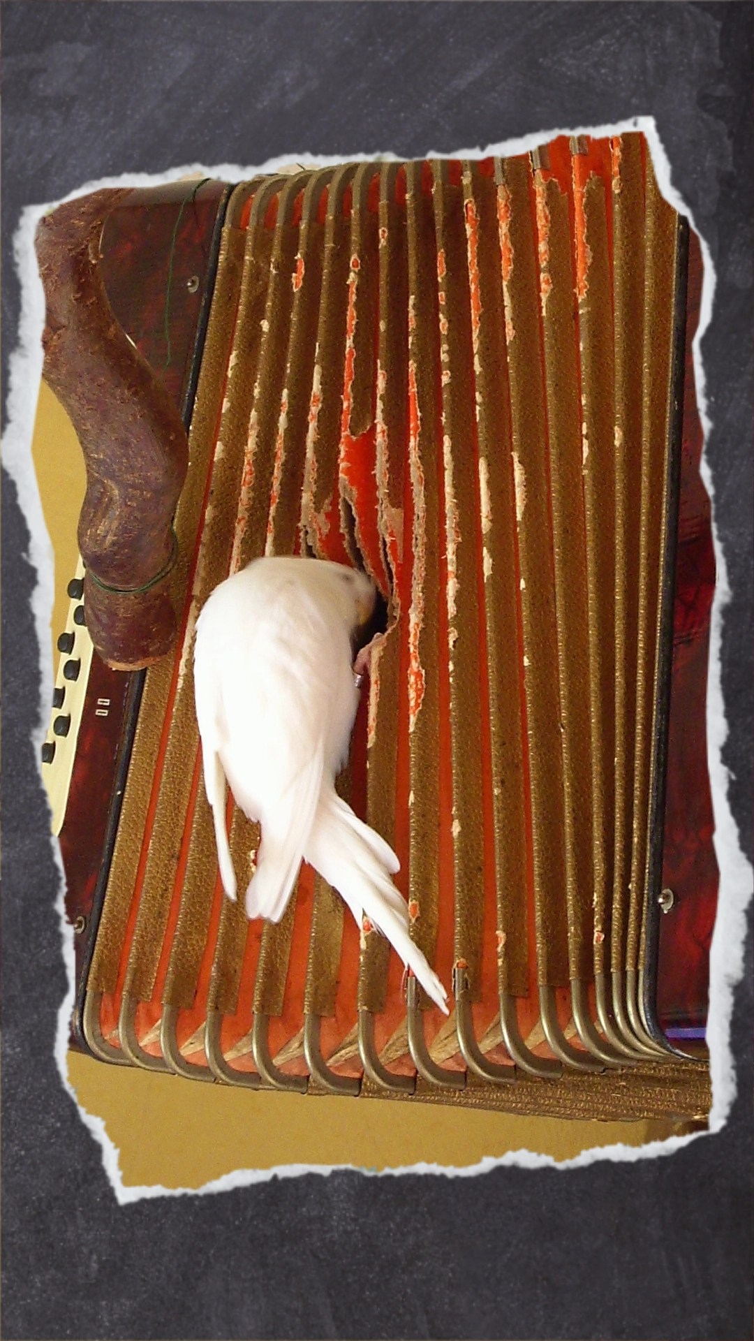 Weiße Wellihenne hängt an Ziehharmonika