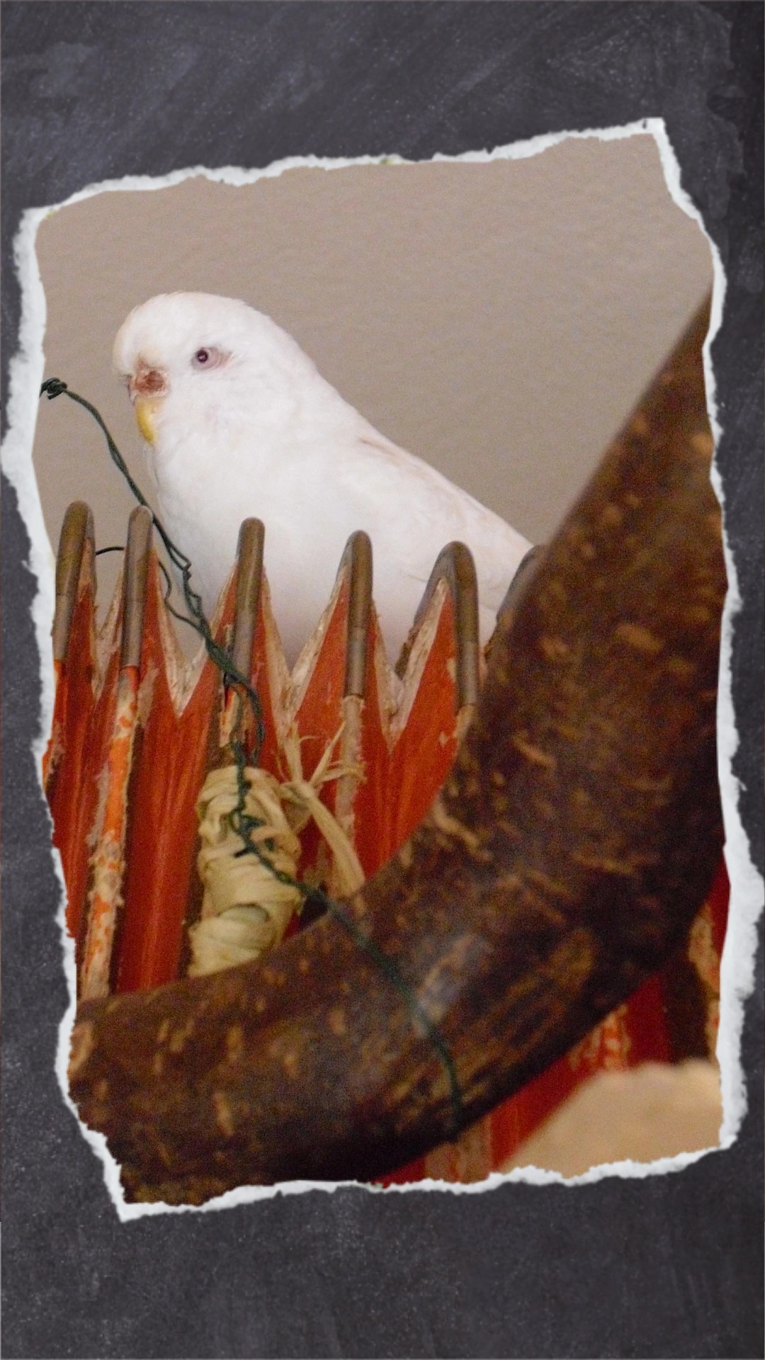 Weiße Welelnsittich-Henne sitzt oben auf Ziehharmonika