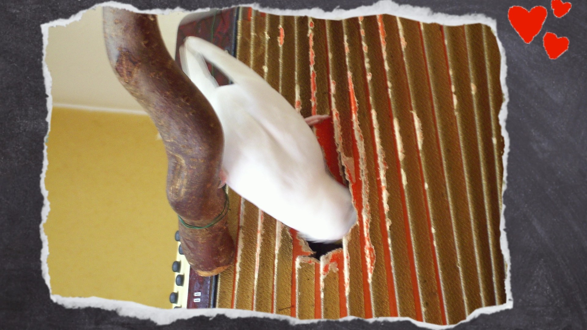 Weiße Wellihenne klettert von Holzast in Ziehharmonika