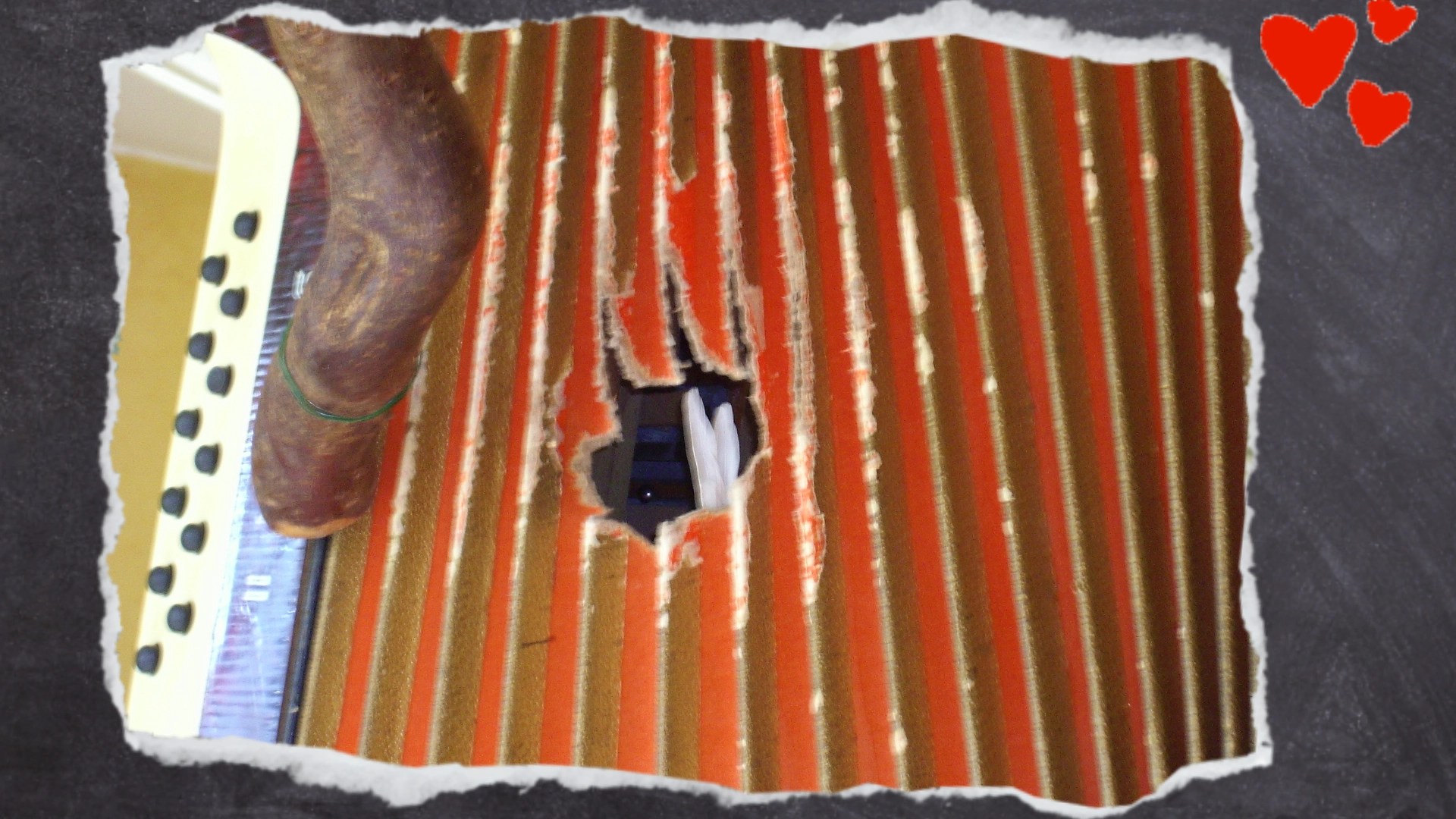 Im Loch der Ziehharmonika sieht man nur noch ein Stück der Schwanzfedern