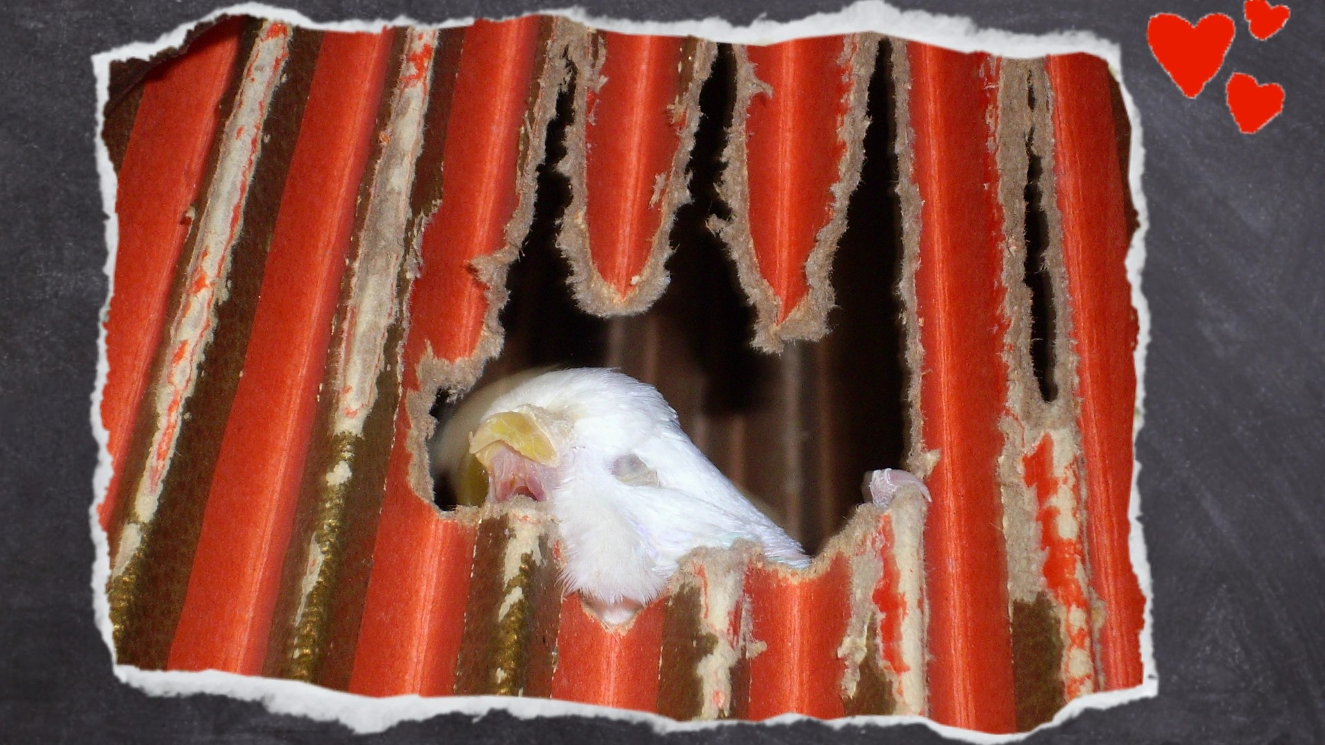 Nahaufnahme weißer Wellensittich sitzt in Ziehharmonika