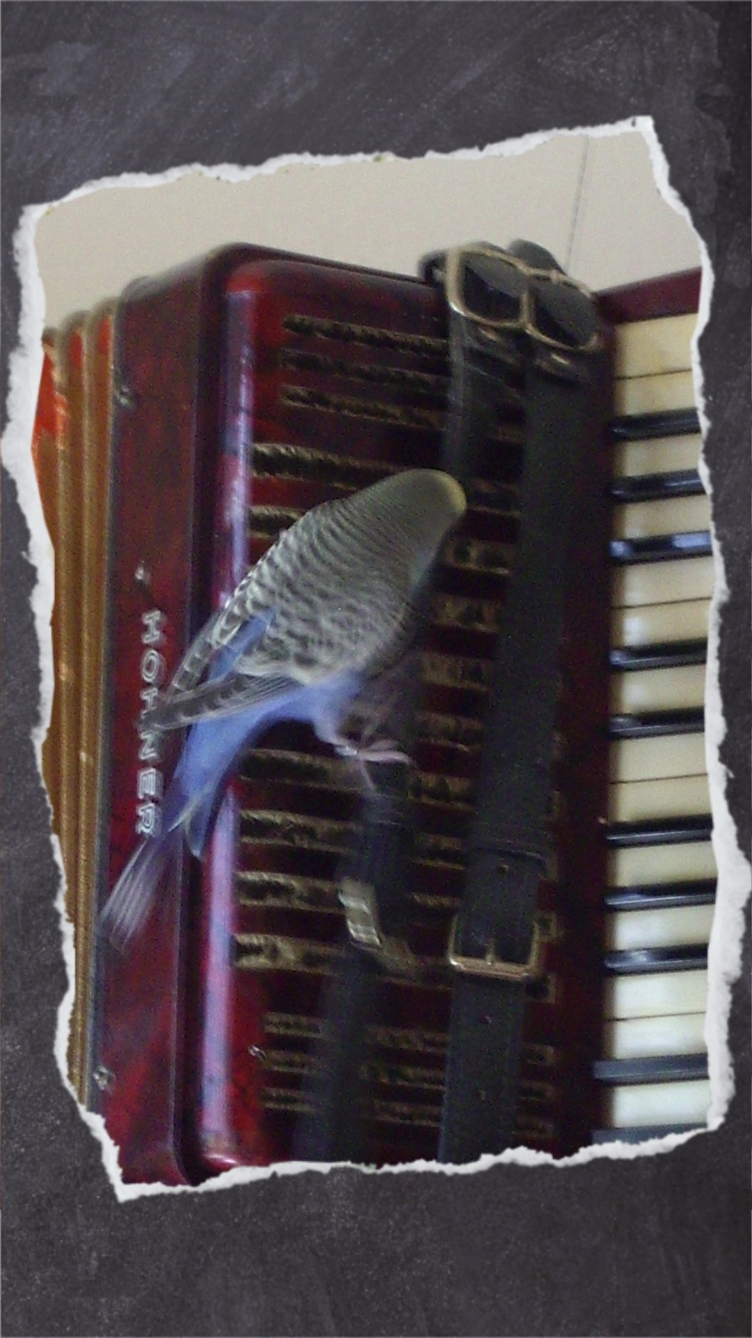 Blaue Wellihenne knabbert an Lederriemen