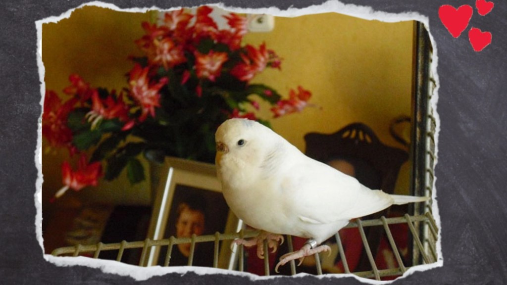 Schön blühende Zimmerpflanze und weißer Wellensittich