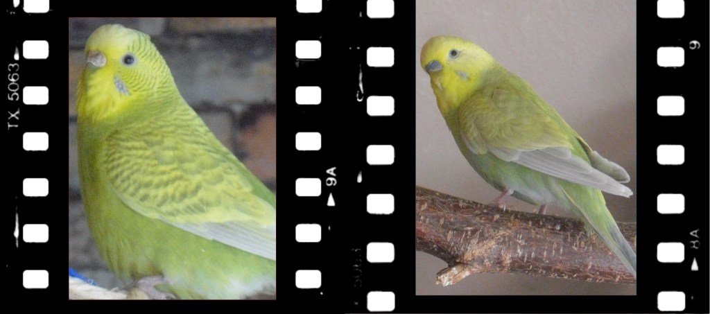 Grüne Wellensittiche mit brauner bzw. grauer Wellenzeichnung