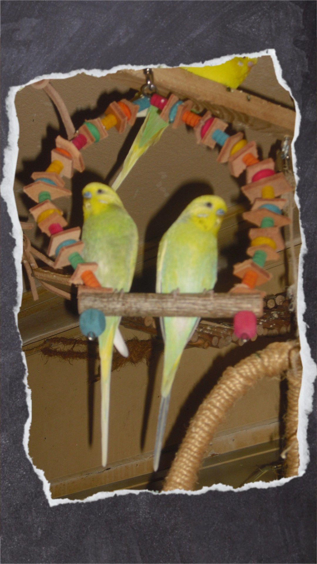 Welli-Hähne Joshi & Kirby sitzen in Holzschaukel