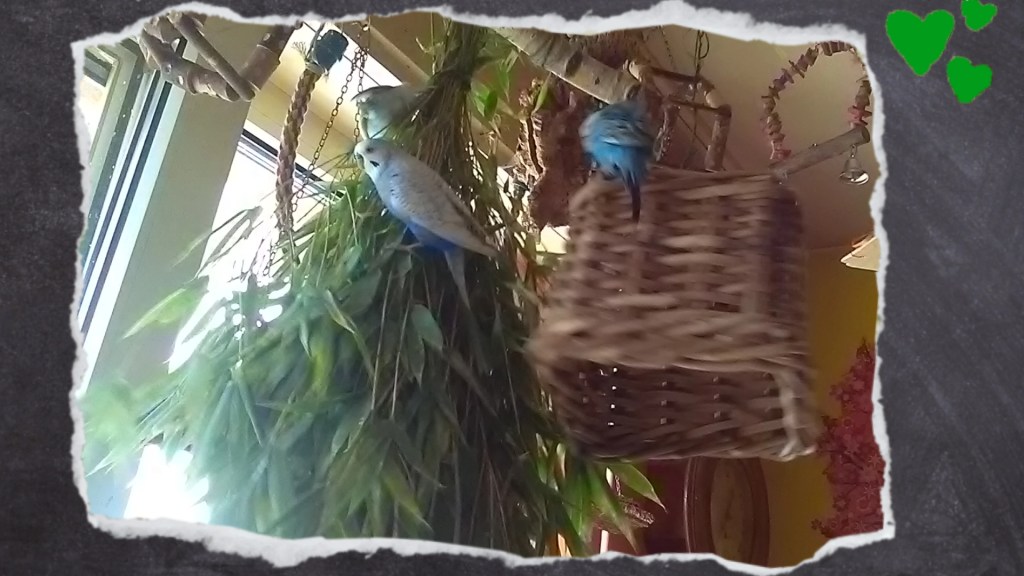 Wellensittiche hängen in Bambuszweigen