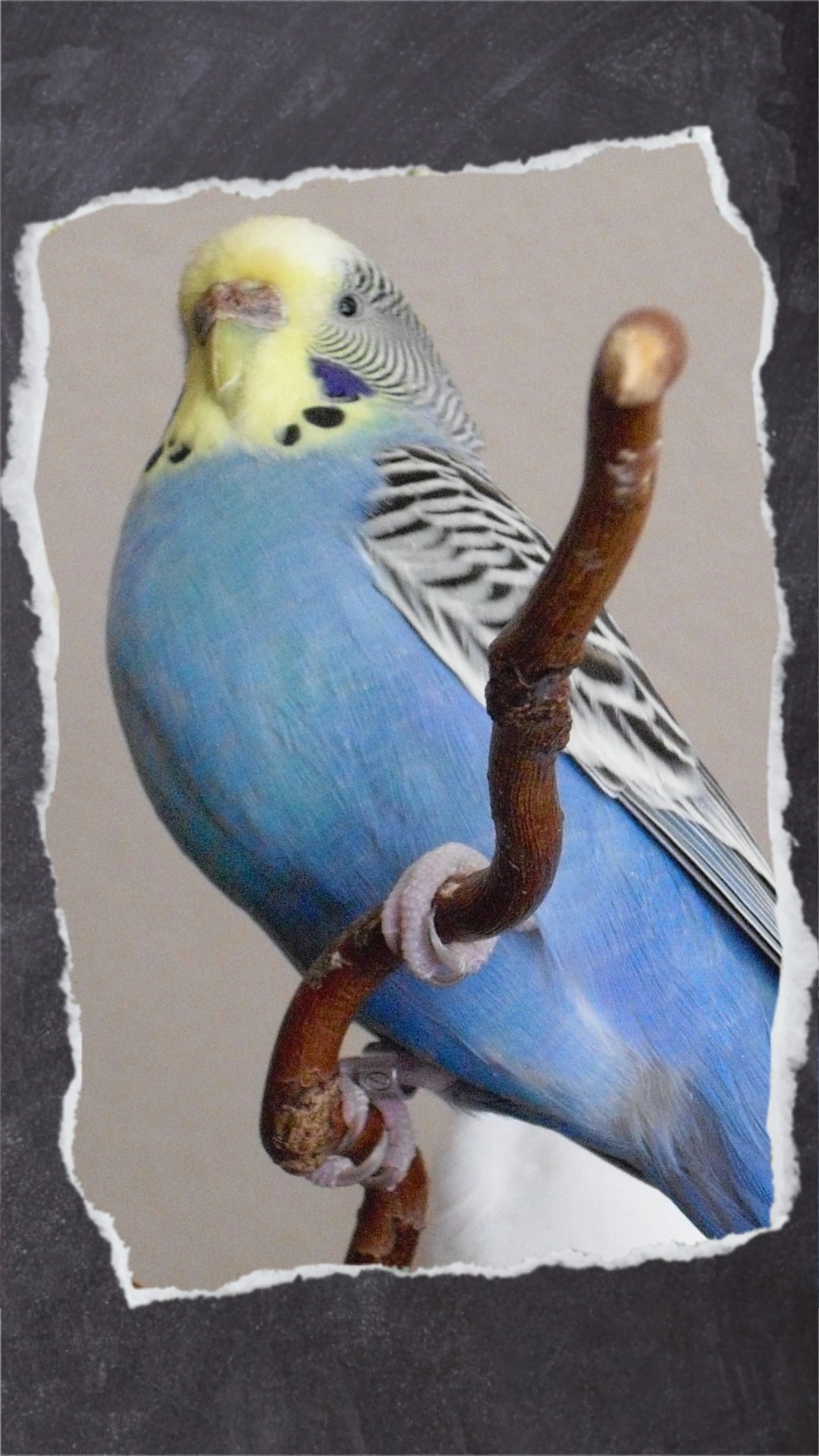 Wellensittich-Henne sitzt auf dünnem Weidenast