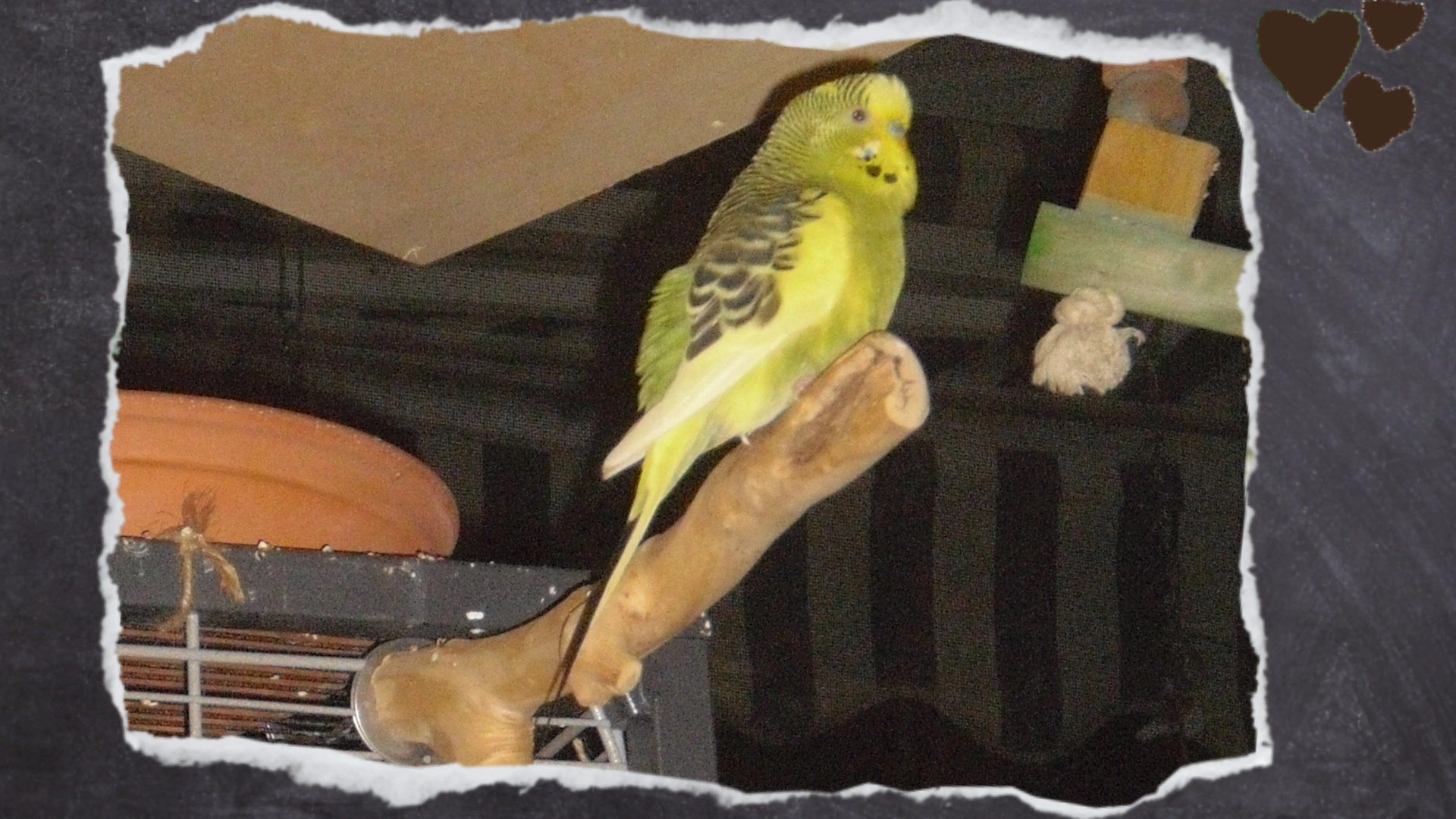 Wellensittich-Hahn sitzt auf Holzast aus Kaffeeholz