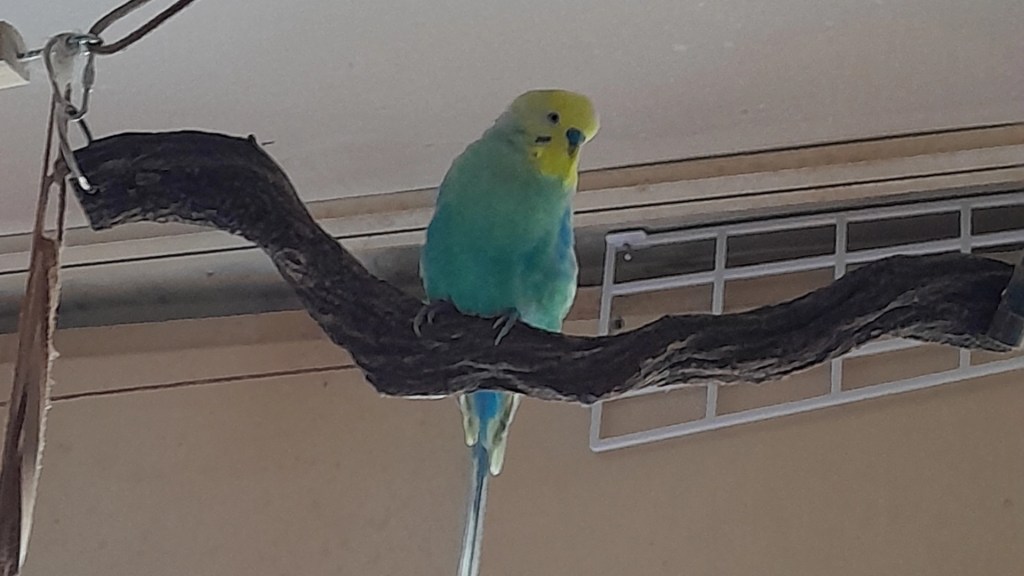 Welli-Hahn Krümmel auf Sitzast