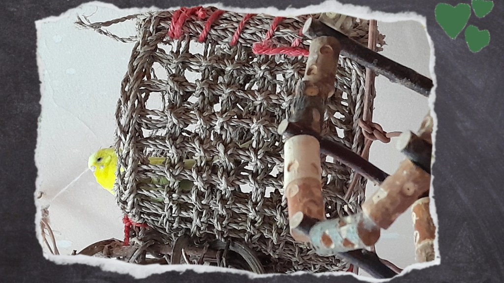 Maja liegt in Seegras-Freisitz