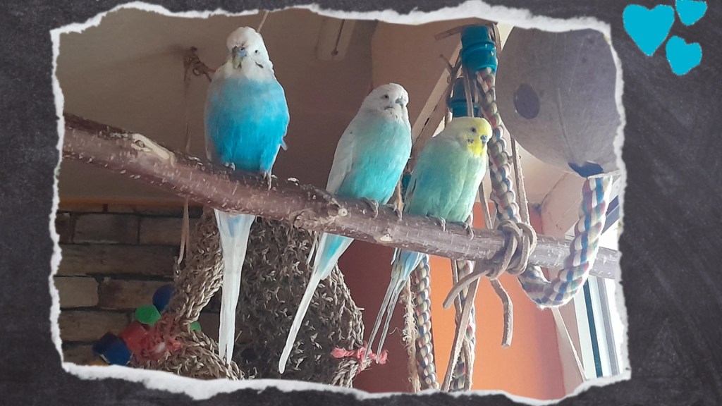 Drei Wellensittiche sitzen auf Naturholz-Sitzstange