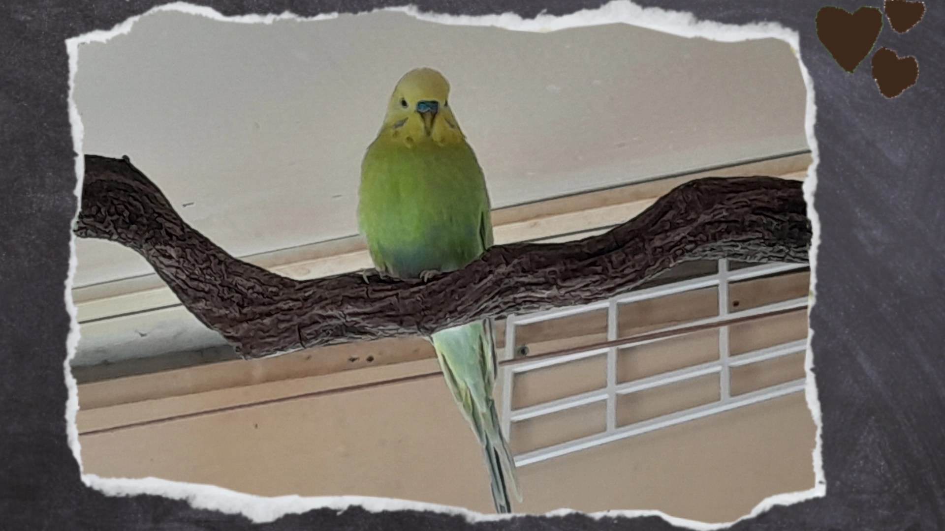 Wellensittich-Hahn sitzt auf Holz-Ast