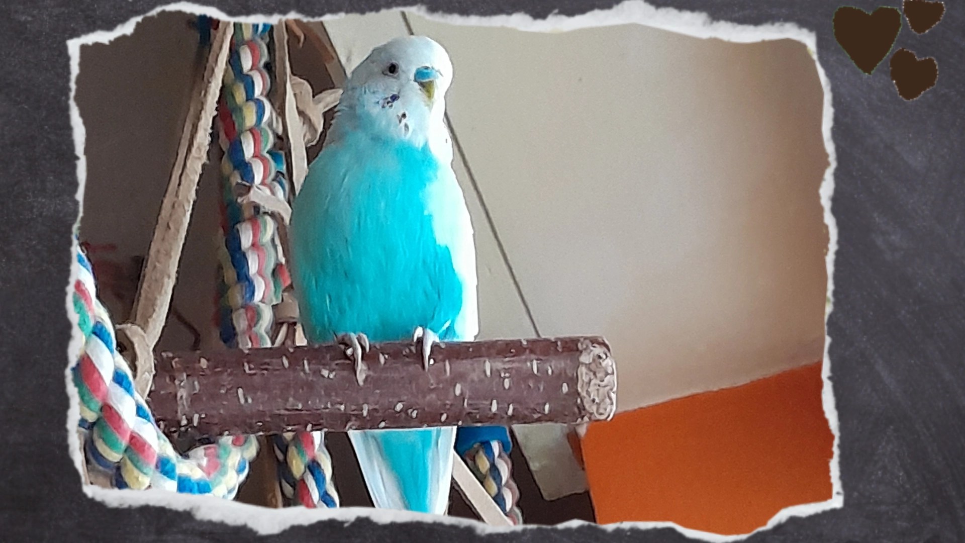 Wellensittich-Hahn Toffee sitzt auf Holzast