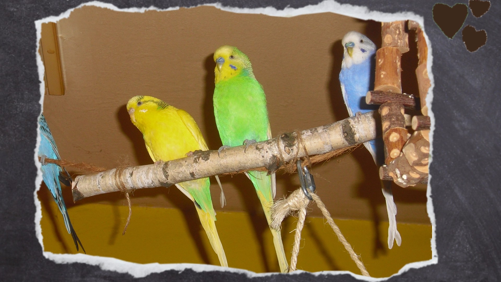 Wellensittiche sitzen auf Obstbaumast