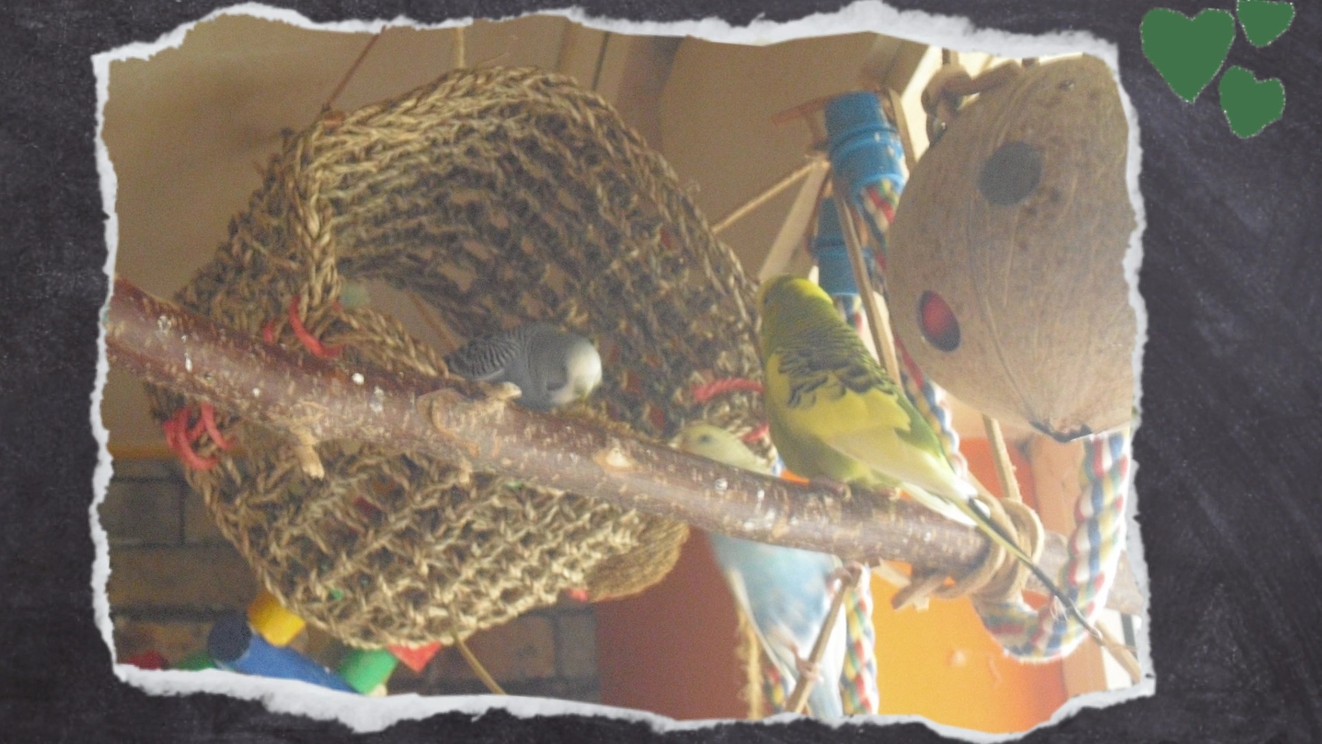 Wellensittich sitzt in Seegras-Spielzeug