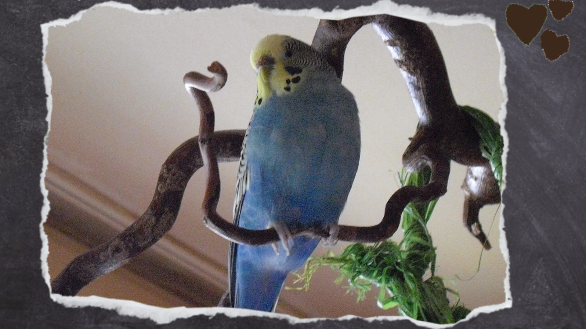 Blaue Wellihenne sitzt auf dünner Stange