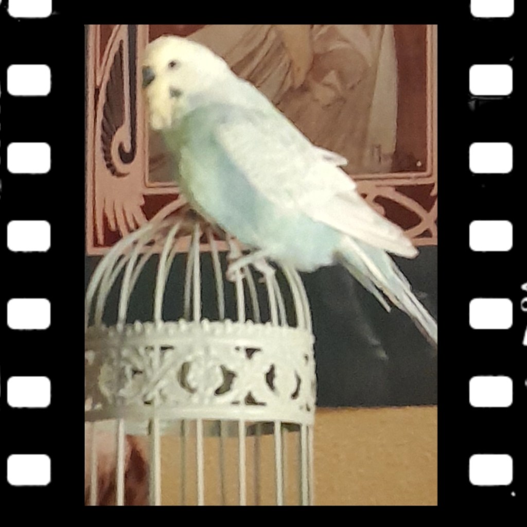 Rainbow-Hahn Krümmel