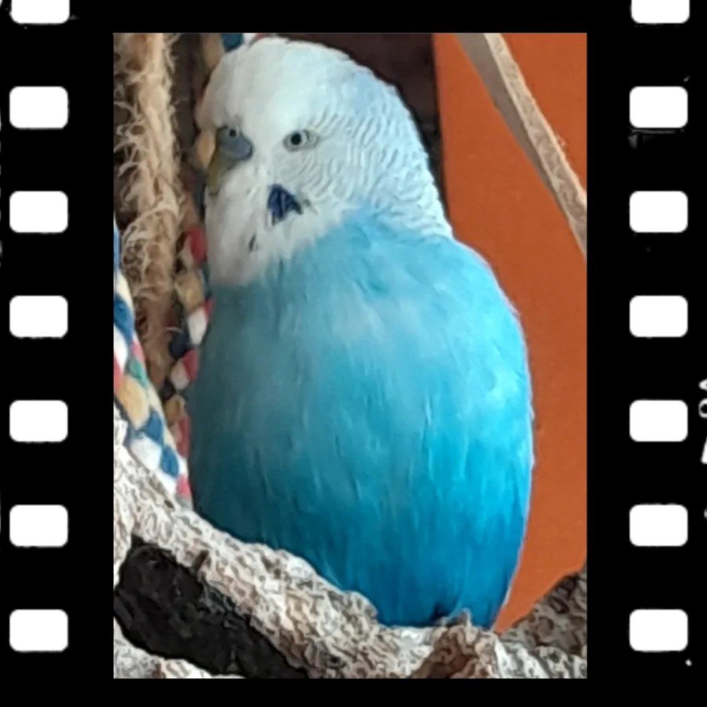 Blauer Wellihahn Toffee